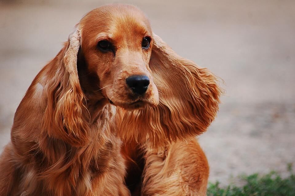 #16. English cocker spaniel